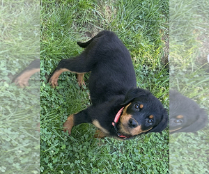 Rottweiler Puppy for sale in NAUGATUCK, CT, USA