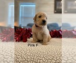 Small #2 Golden Retriever
