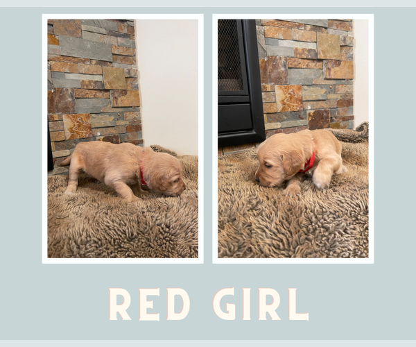 Medium Photo #10 Golden Retriever Puppy For Sale in S LAKE TAHOE, CA, USA