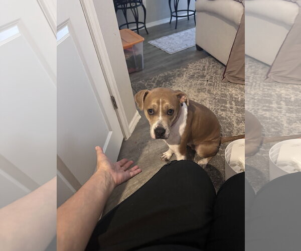 Medium Photo #10 Boxer-Staffordshire Bull Terrier Mix Puppy For Sale in Chandler, AZ, USA