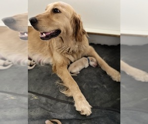 Mother of the Golden Retriever puppies born on 09/02/2023