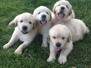 Golden Retriever Puppy for sale in RICHWOOD, OH, USA