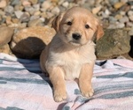 Puppy 1 Golden Retriever