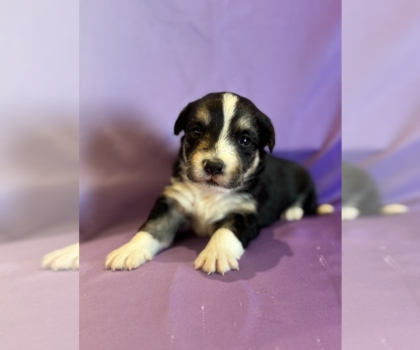 Medium Photo #7 Corgipoo Puppy For Sale in LONGMONT, CO, USA