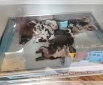 Image preview for Ad Listing. Nickname: Litter of 6