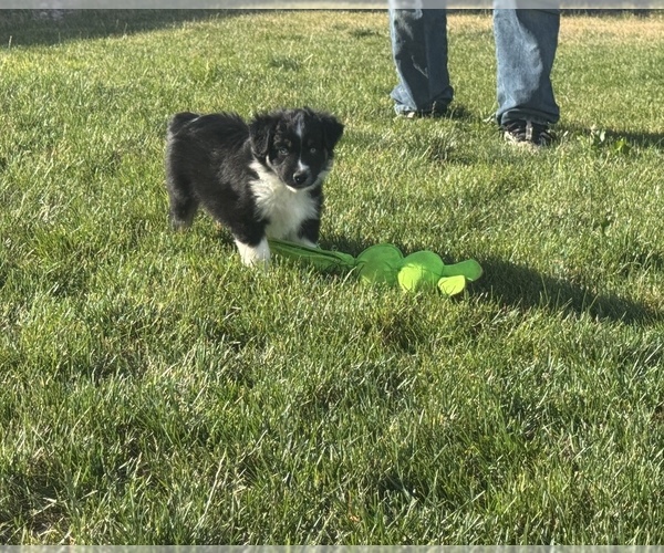Medium Photo #4 Miniature Australian Shepherd Puppy For Sale in STRASBURG, CO, USA