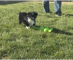 Small #3 Miniature Australian Shepherd