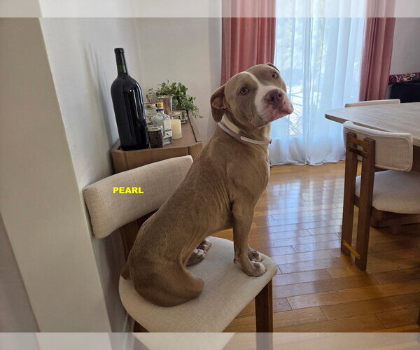 Medium Photo #7 Staffordshire Bull Terrier-Unknown Mix Puppy For Sale in Woodland Hills, CA, USA