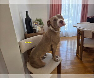 PEARL - Female Staffordshire Bull Terrier-Unknown Mix Dog for Adoption - Photo #7