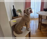 Small #6 Staffordshire Bull Terrier Mix