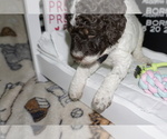 Small Photo #11 Poodle (Standard) Puppy For Sale in TRAVELERS REST, SC, USA