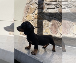 Dachshund Puppy for sale in CHULA VISTA, CA, USA