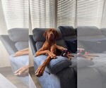 Small #5 Vizsla