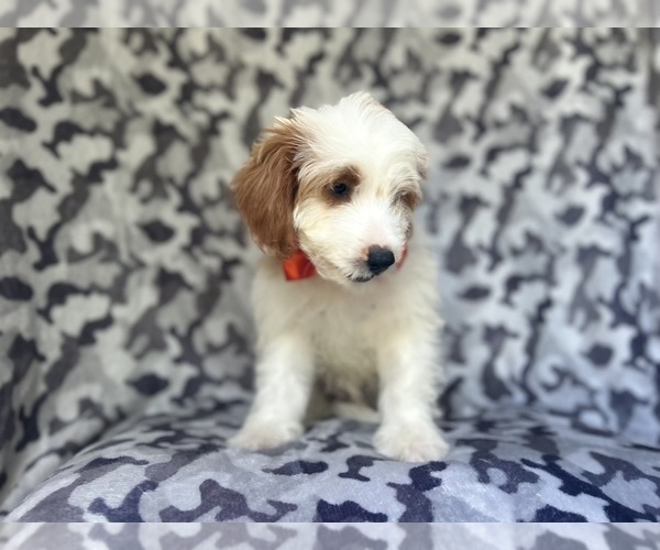 Medium Photo #6 Cavapoo Puppy For Sale in LAKELAND, FL, USA