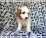 Small #5 Cavapoo