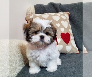 Zuchon Puppy for sale in MITCHELL, SD, USA