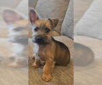 Small Shih Tzu Mix