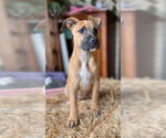 Small #2 Mutt