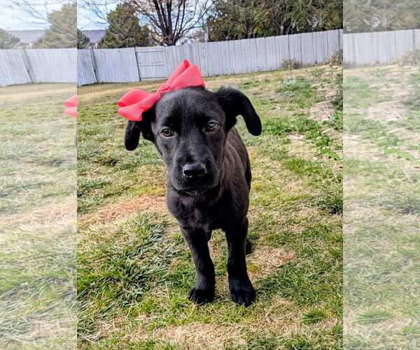 Medium Photo #9 Collie-Unknown Mix Puppy For Sale in Sandy, UT, USA