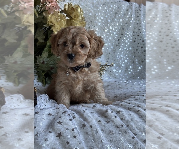 Medium Photo #5 Cavapoo Puppy For Sale in GREENVILLE, MO, USA
