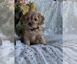 Small #4 Cavapoo