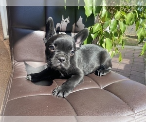 French Bulldog Puppy for sale in BELL GARDENS, CA, USA
