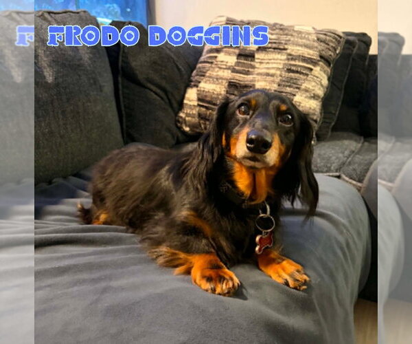 Medium Photo #14 Dachshund Puppy For Sale in San Antonio, TX, USA