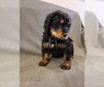 Small Photo #6 Bernedoodle Puppy For Sale in GRANTSVILLE, UT, USA