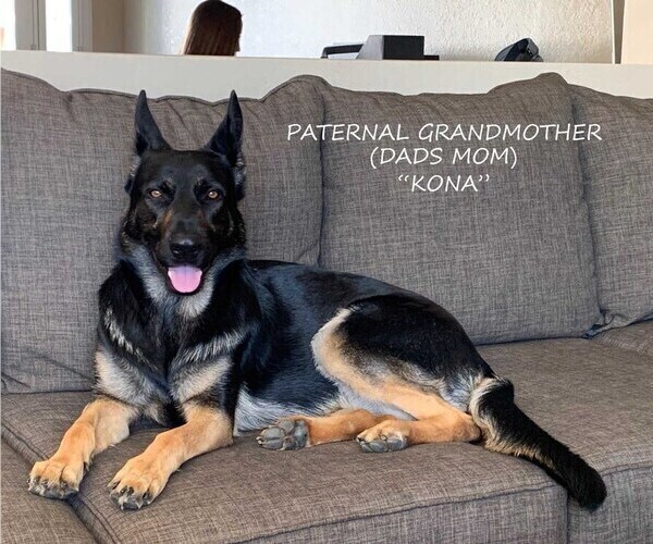 Medium Photo #17 German Shepherd Dog-Wolf Hybrid Mix Puppy For Sale in SAN DIEGO, CA, USA