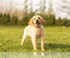 Golden Retriever Puppy for sale in MENTONE, IN, USA