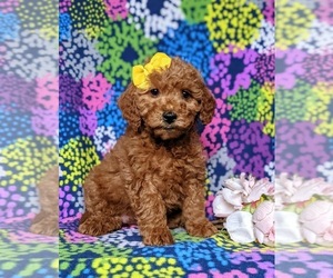 Goldendoodle Puppy for sale in OXFORD, PA, USA