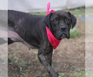 Boxer-Unknown Mix Dogs for adoption in San Antonio, TX, USA