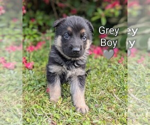 German Shepherd Dog Puppy for sale in BENSON, NC, USA
