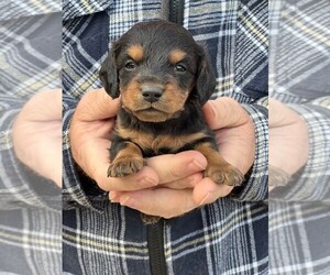 Dachshund Puppy for Sale in ORONOGO, Missouri USA