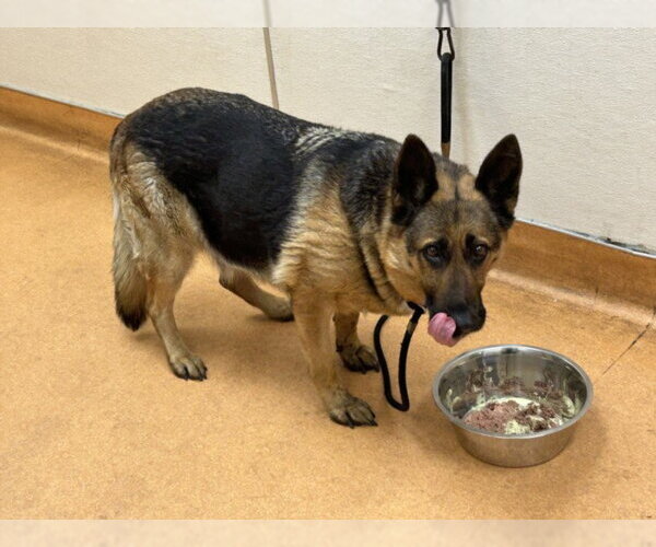 Medium Photo #1 German Shepherd Dog Puppy For Sale in Martinez, CA, USA