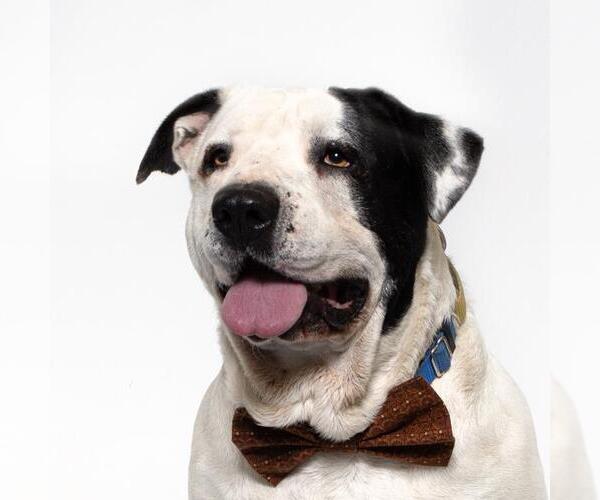 Medium Photo #2 Mutt Puppy For Sale in Santa Maria, CA, USA