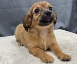 Small Photo #7 Chiweenie Puppy For Sale in SAINT AUGUSTINE, FL, USA