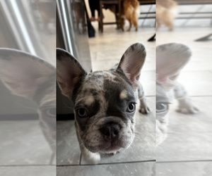 French Bulldog Puppy for sale in PARKER, CO, USA