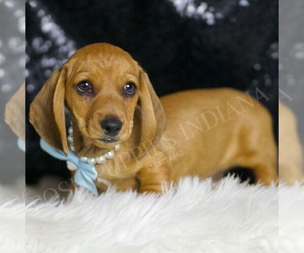 Medium Photo #4 Dachshund Puppy For Sale in WARSAW, IN, USA