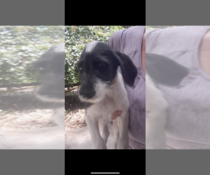 Great Dane-Poodle (Miniature) Mix Puppy for sale in ORLANDO, FL, USA