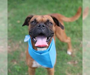 Boxer-Unknown Mix Dogs for adoption in San Antonio, TX, USA