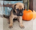 Small Photo #2 Cane Corso Puppy For Sale in FORKSVILLE, PA, USA