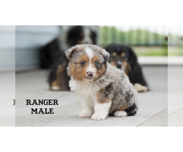 Medium Photo #17 Aussie-Corgi Puppy For Sale in CLARE, MI, USA
