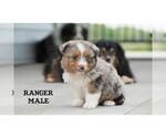 Small #16 Aussie-Corgi