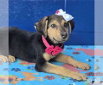 Small #1 Mutt