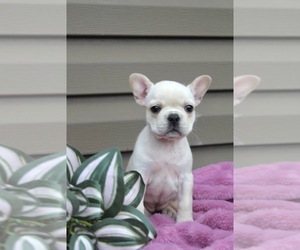Medium French Bulldog