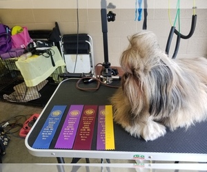 Father of the Shih Tzu puppies born on 07/06/2026