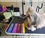 Small Photo #1 Shih Tzu Puppy For Sale in WOODSFIELD, OH, USA