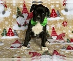 Small Photo #1 Boxer Puppy For Sale in LANCASTER, PA, USA