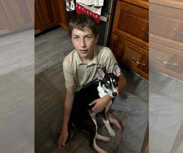 Medium Photo #15 Siberian Husky-Unknown Mix Puppy For Sale in Holly Springs, NC, USA